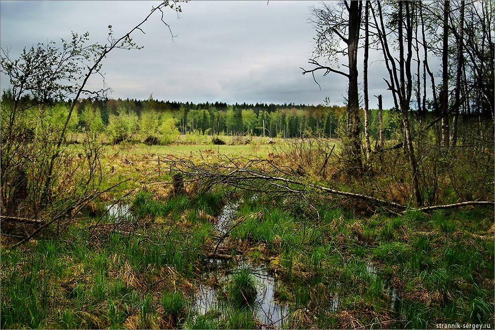 Павловское болото