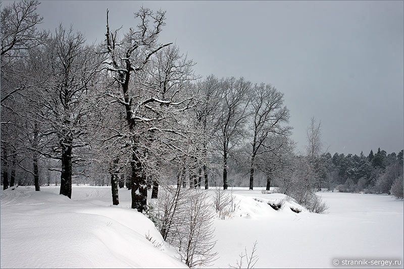 Выпуск 2 – Деревья зимой