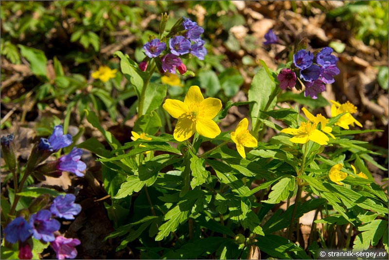 Топ-5 прекрасных весенних первоцветов: где и когда увидеть цветение? — Блог о турах по Украине