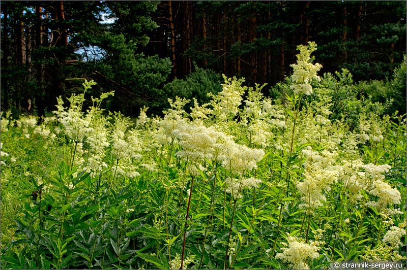 Лесные цветы в Подмосковье: фото и названия